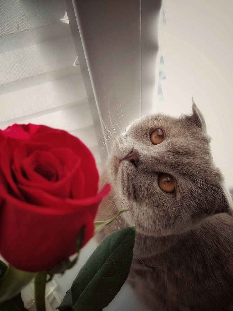 Photograph by Елена Силантьева