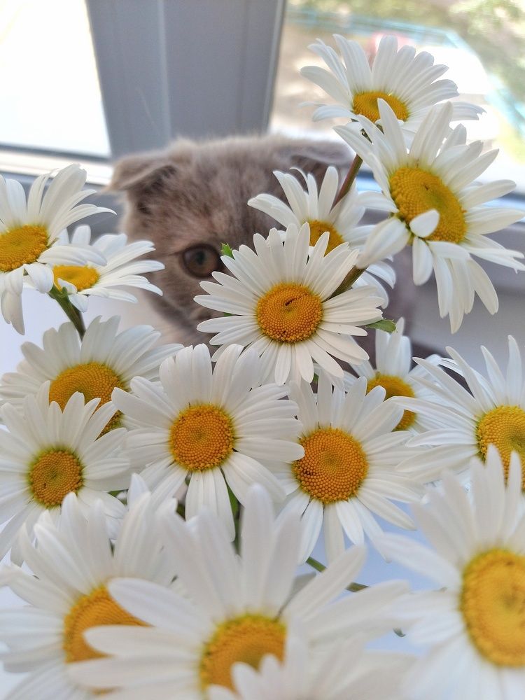 Photograph by Елена Силантьева