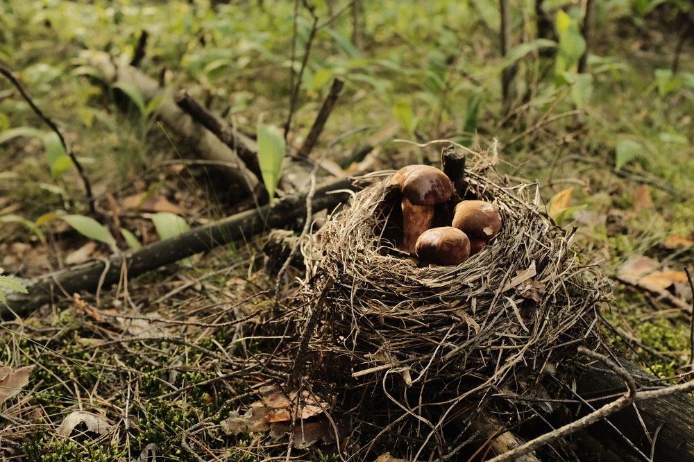 Photograph by Семен Батов