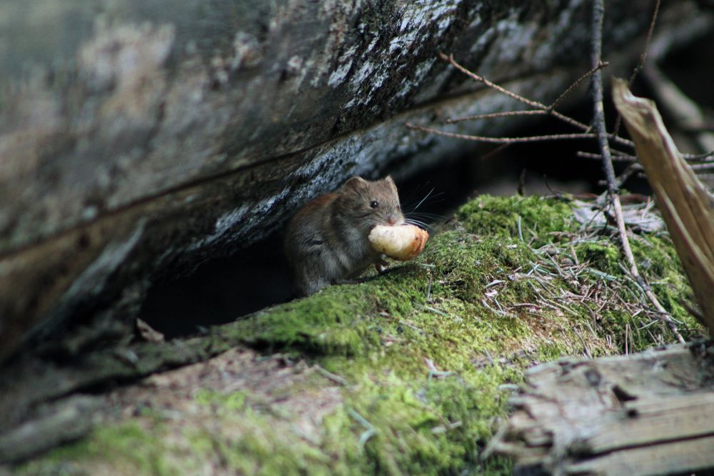 Photograph by Евгений Мельников