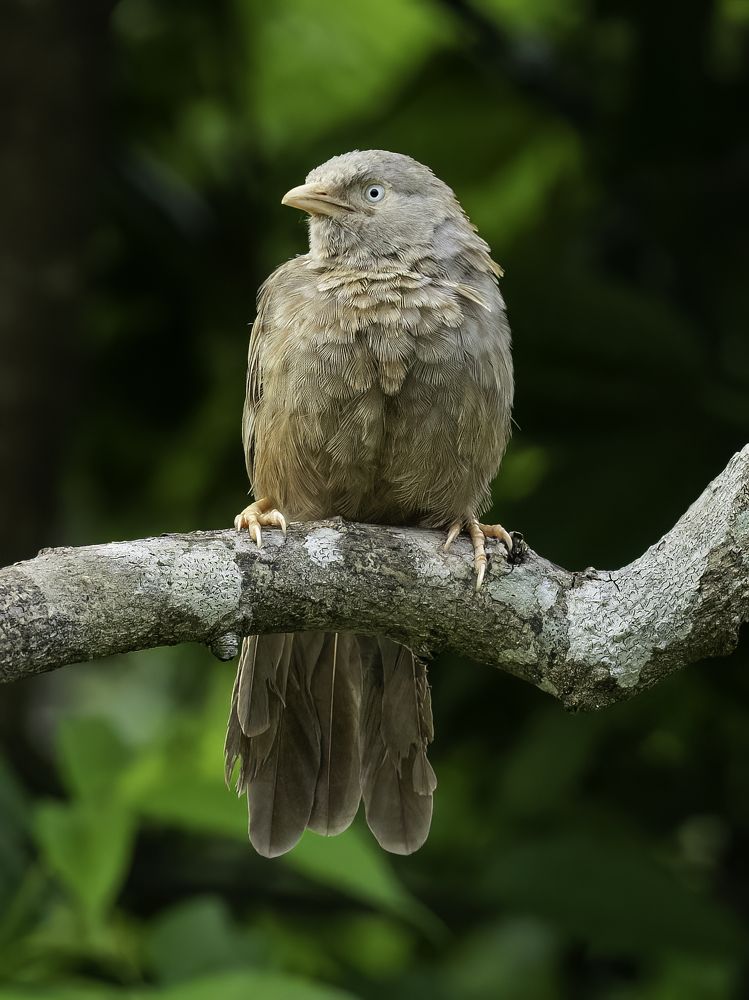 Photograph by HEMAMALI GUNASEKARA