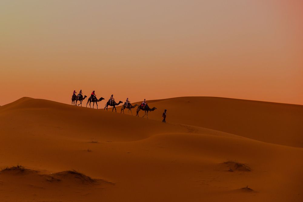 Iconic camels on dunes