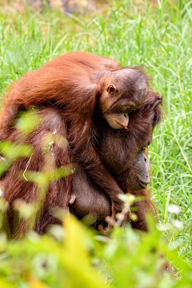 Orang Utan malu-malu