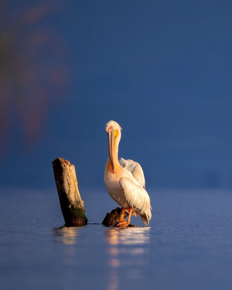 Bashful Elegance: Pelican's Golden Hour Haven