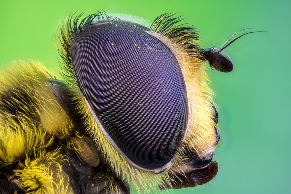 Portrait of a hoverfly.