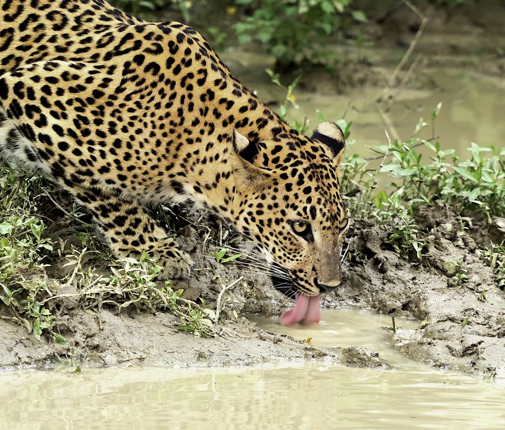 Photograph by HEMAMALI GUNASEKARA