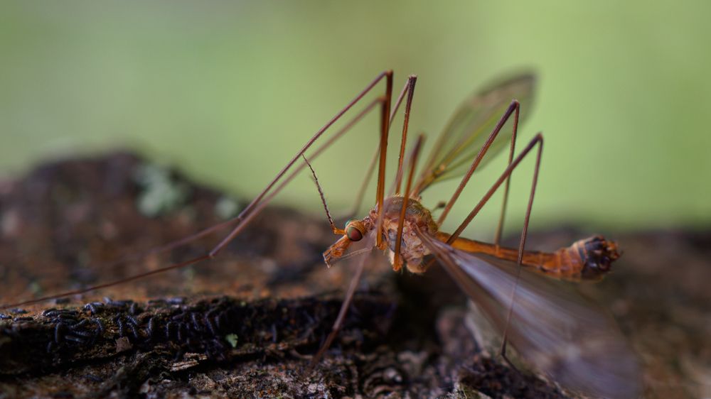 Photograph by Андрей Мичурин