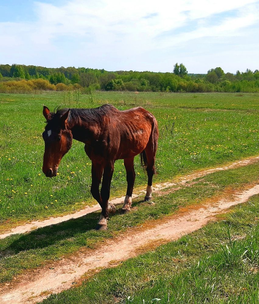Одиноко бредущий