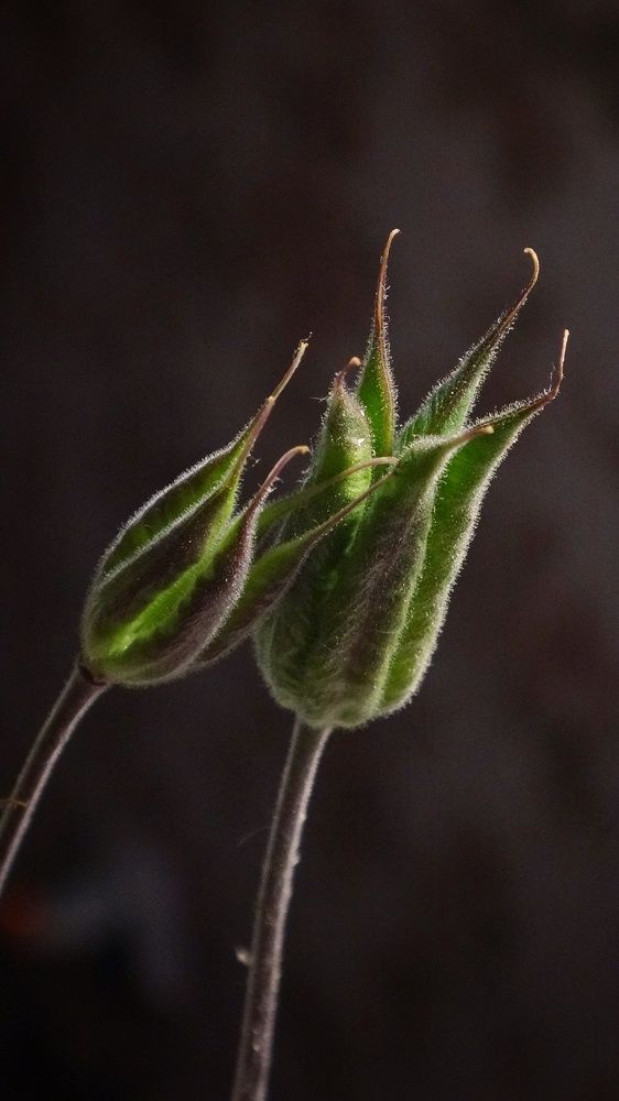 Photograph by Елена Силантьева