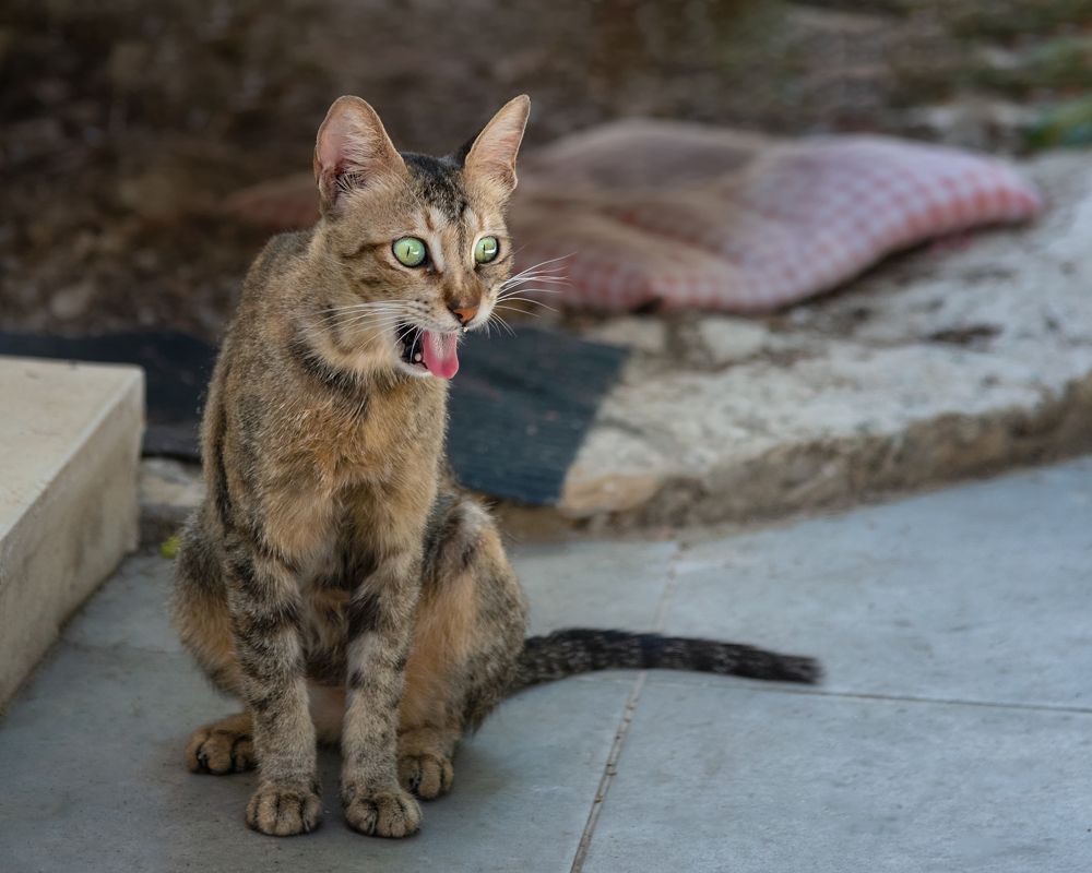 Photograph by Марина Ческис