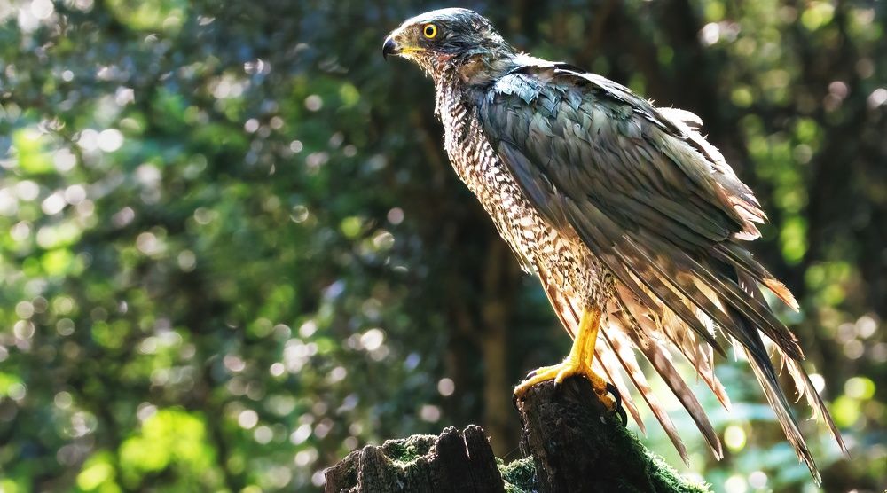 Photograph by Chris Brain