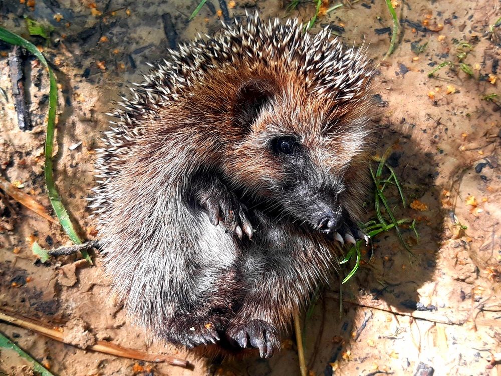 Я не резиновый....