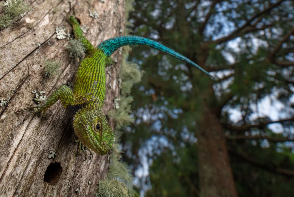 Photograph by Carax Omar