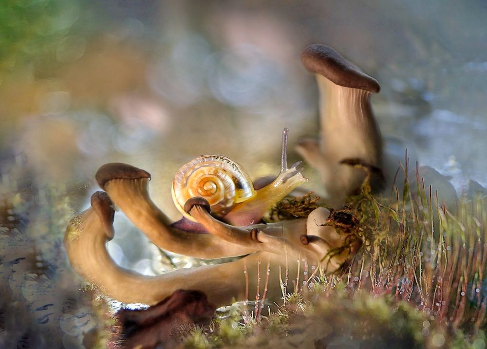 Улитка-улитка, покажи свои рога!