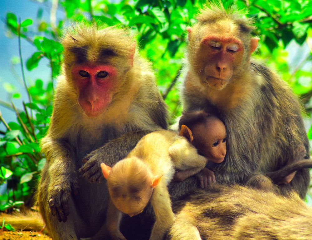 Photograph by Amal Madhu