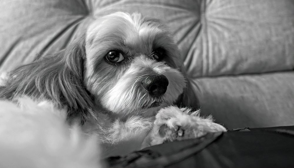 Photograph by Marcelo Luzzi