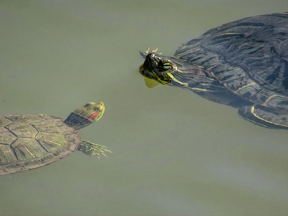 Photograph by Marcelo Luzzi