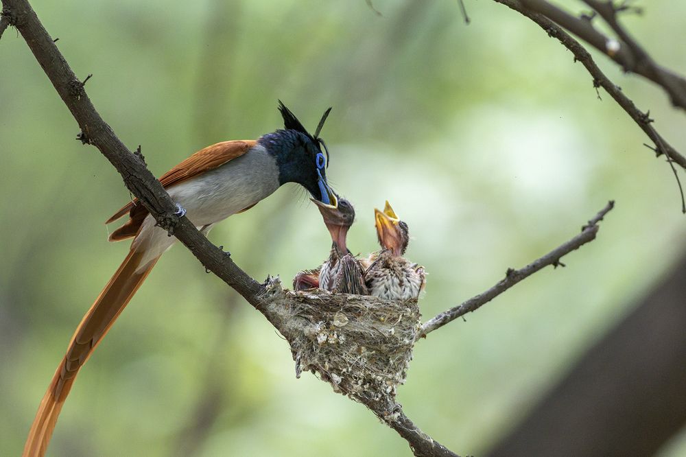 Photograph by kapil kolte