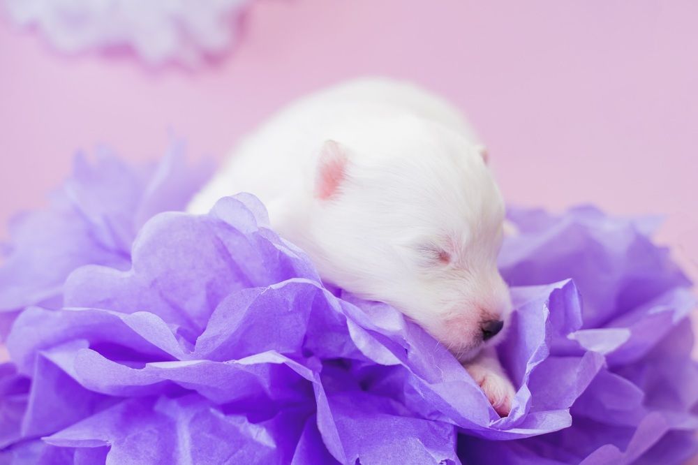 Фотография автора Юлия Бец