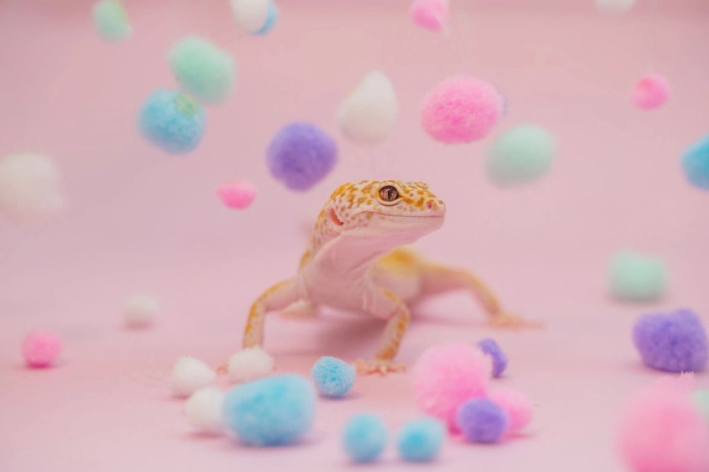 Фотография автора Юлия Бец