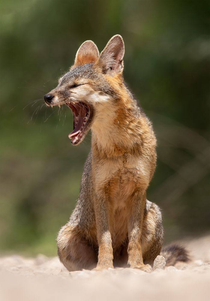 Photograph by Carax Omar