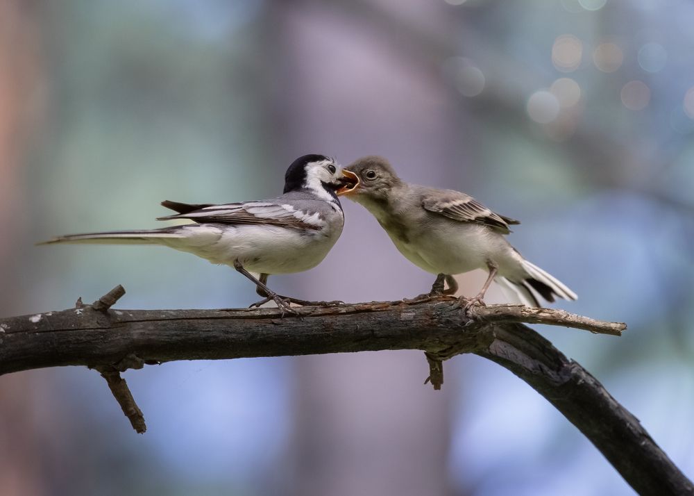 Трясогузка кормит малыша