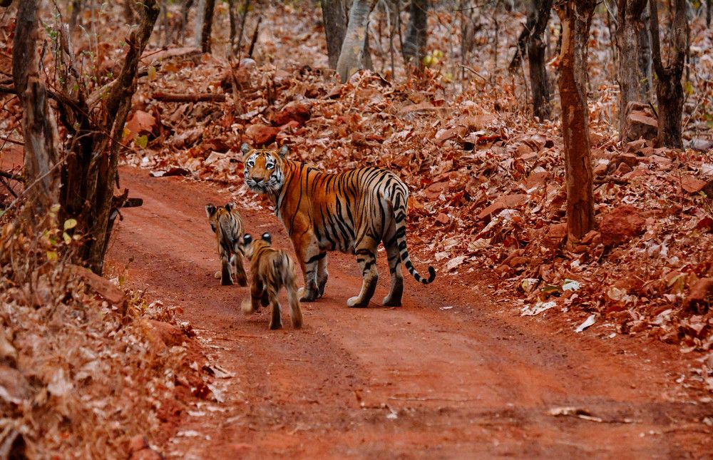 Mother Tigress and Cubs