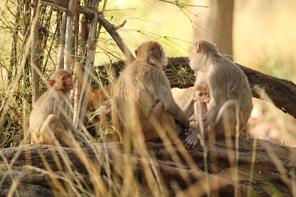 Time to drink mother's milk ??