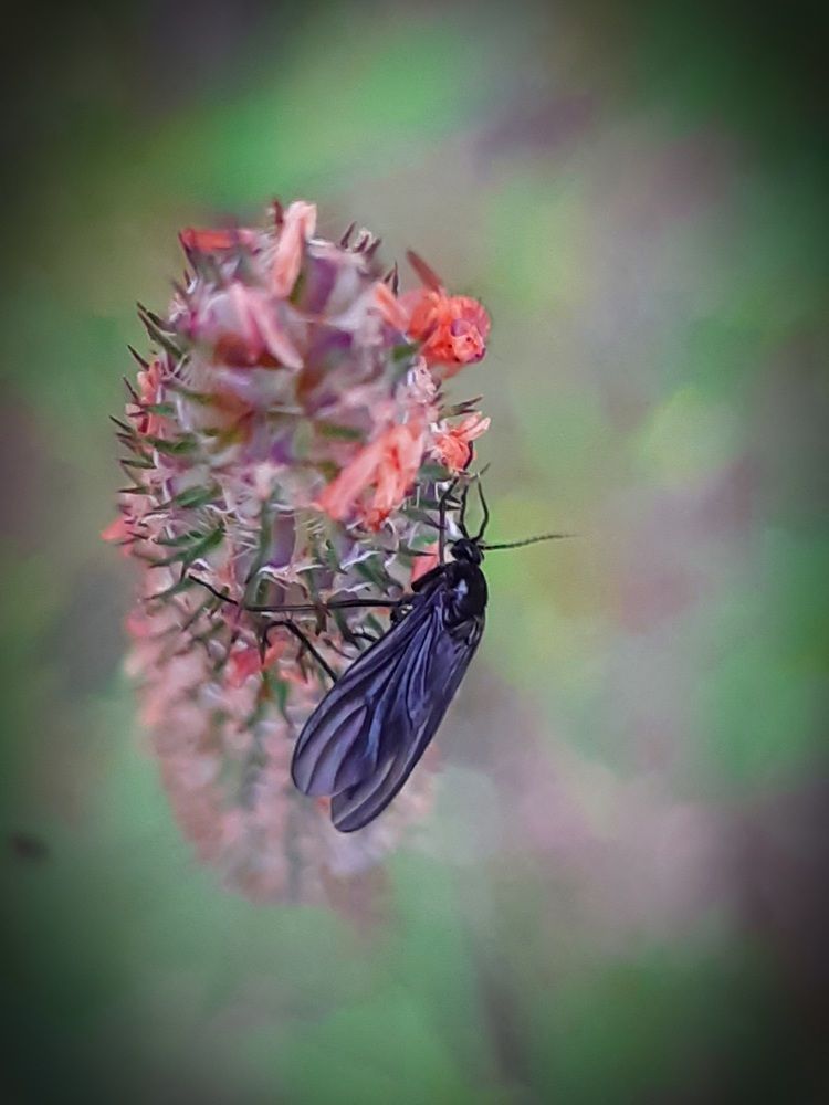 По нашему скромному мнению....