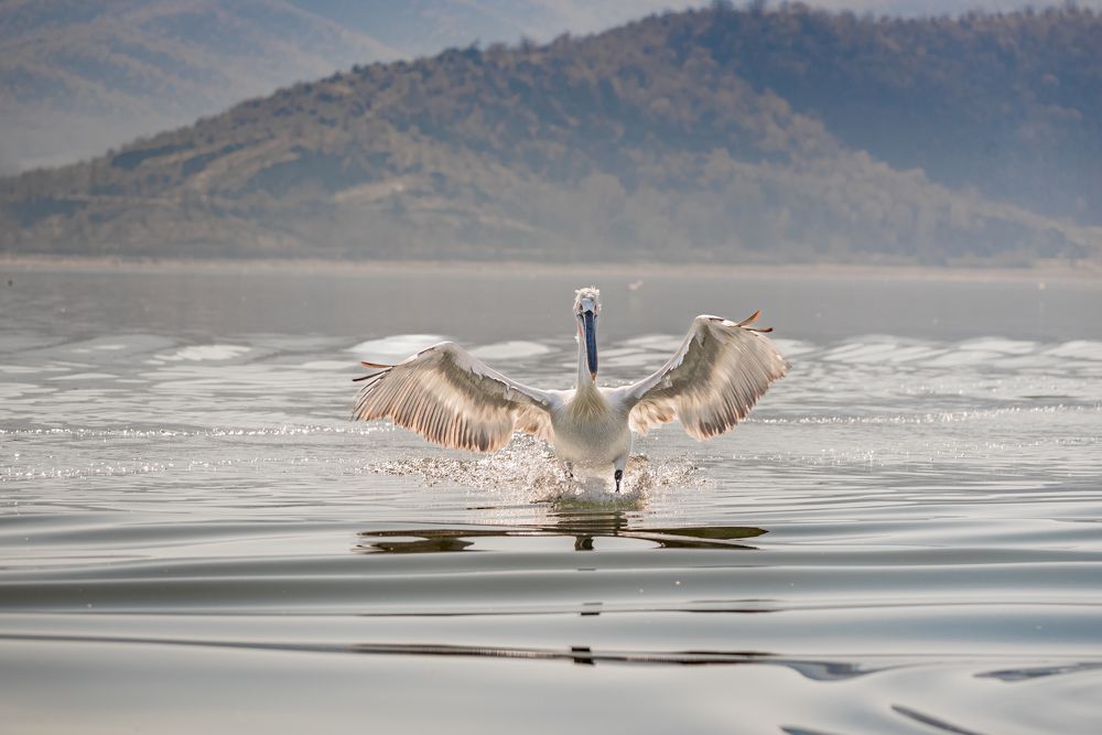 Фотография автора Елена Караилиева
