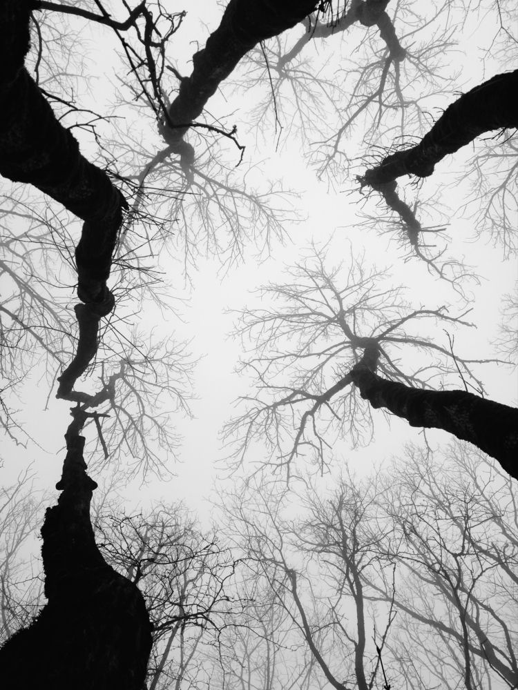 Photograph by Игорь Крыжко