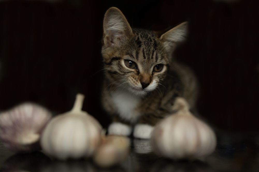 Photograph by Бальзирова Наталья