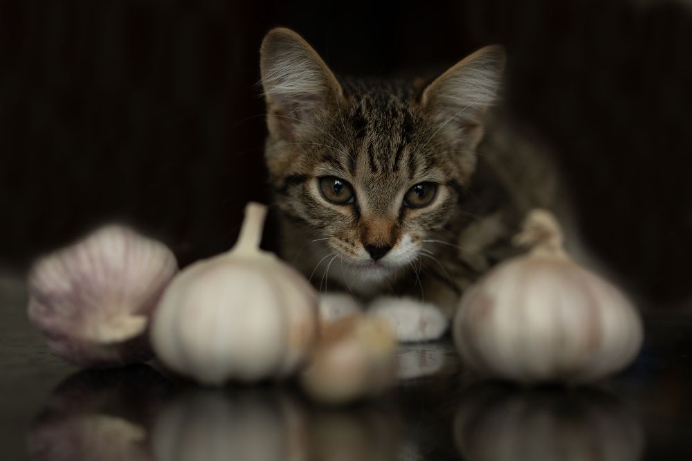 Photograph by Бальзирова Наталья