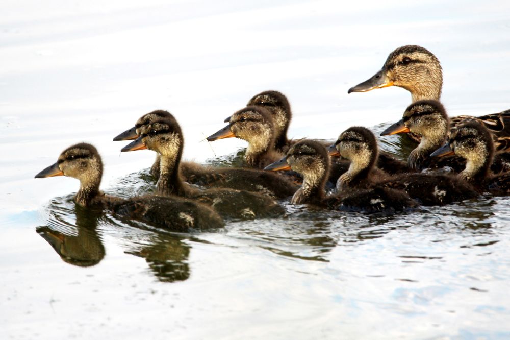 Photograph by Anna Suchcicka