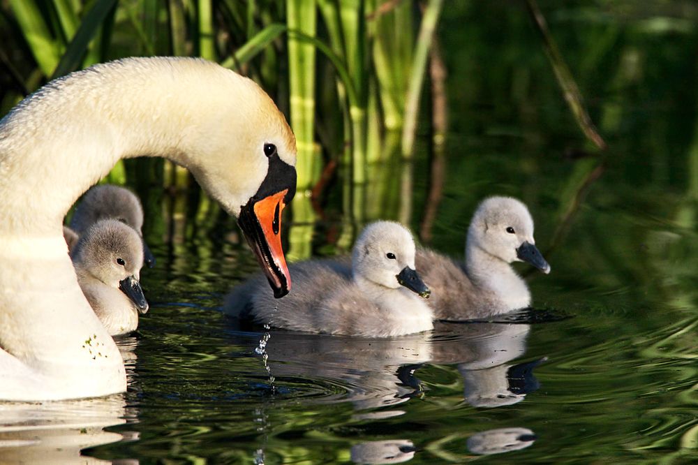 Photograph by Anna Suchcicka