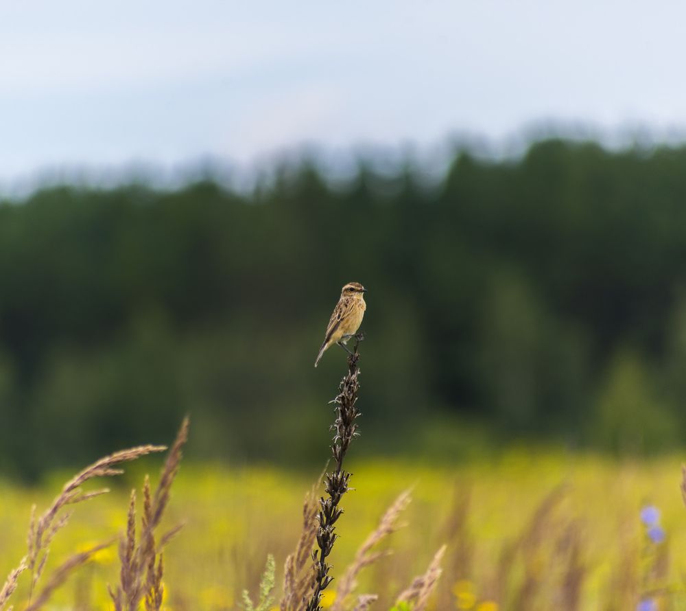 Photograph by Елена Трунцева