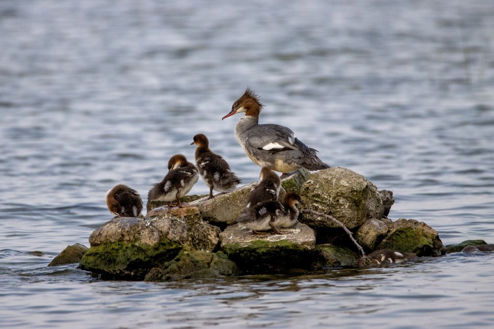 Photograph by Anna Suchcicka