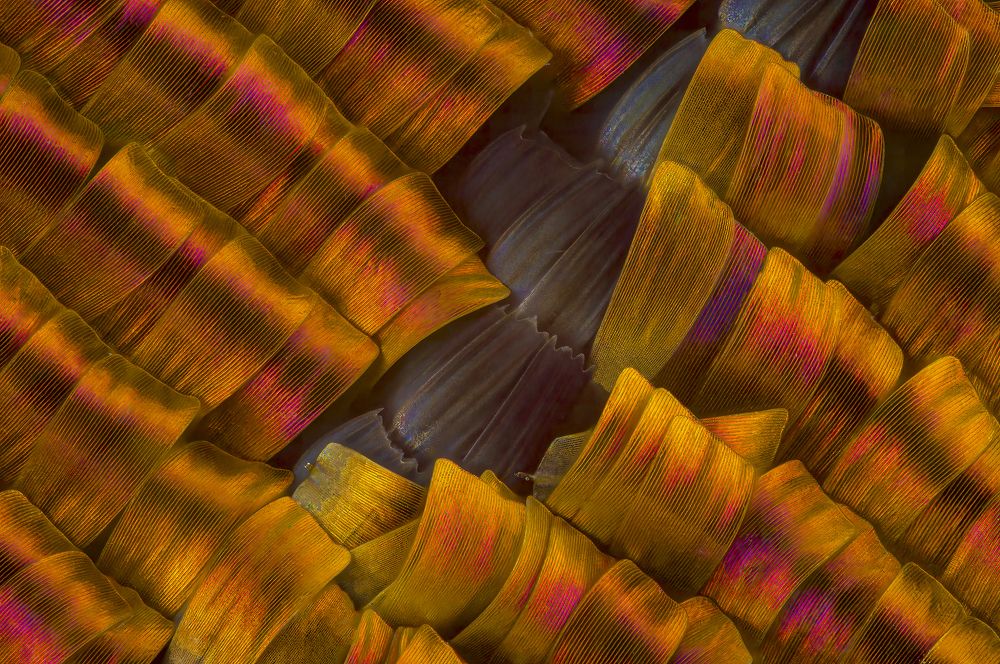 Structure of the butterfly wing of its Urania Ripheus scales