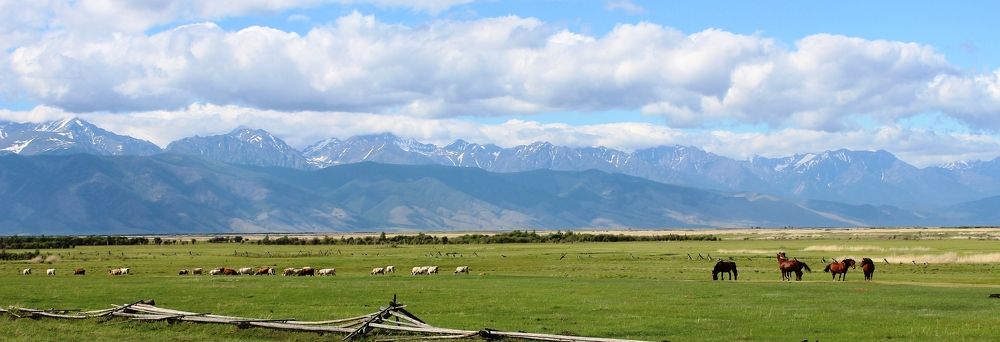 Выпас в Баргузинской долине