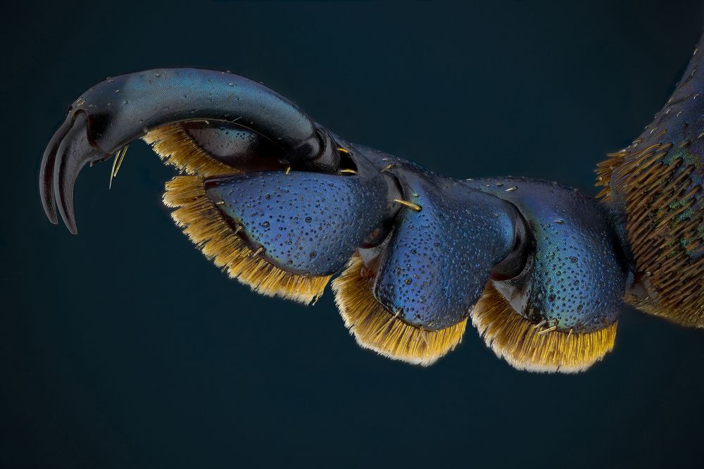 Sagra Longicollis beetle leg