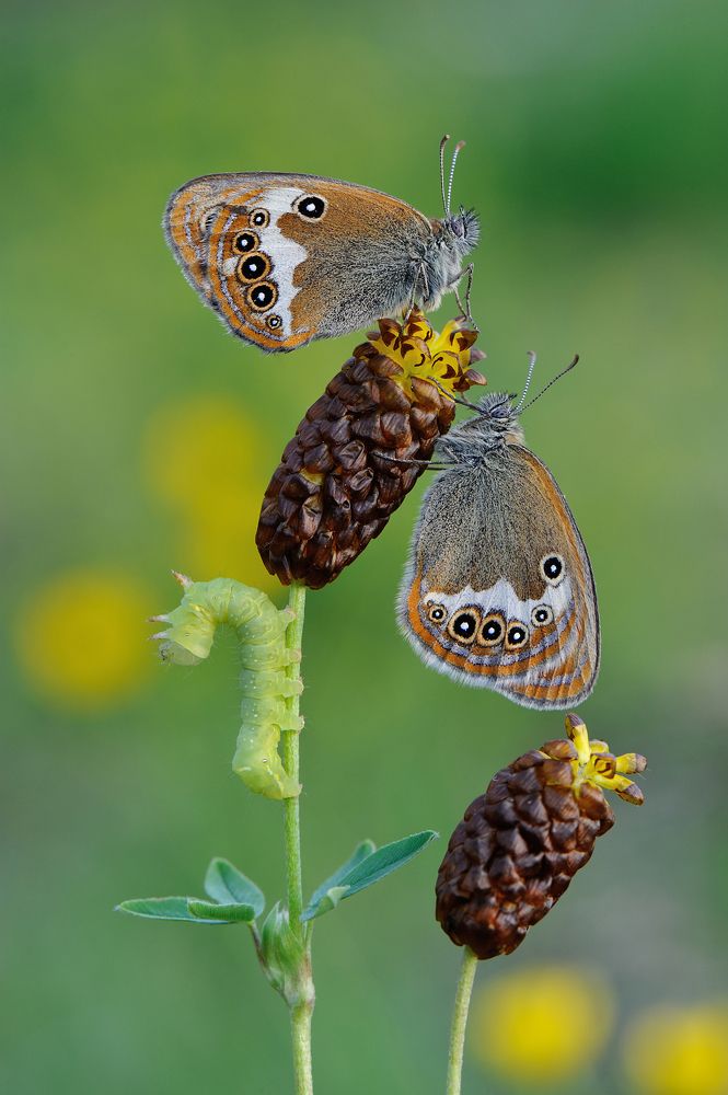 Мечты о крыльях.