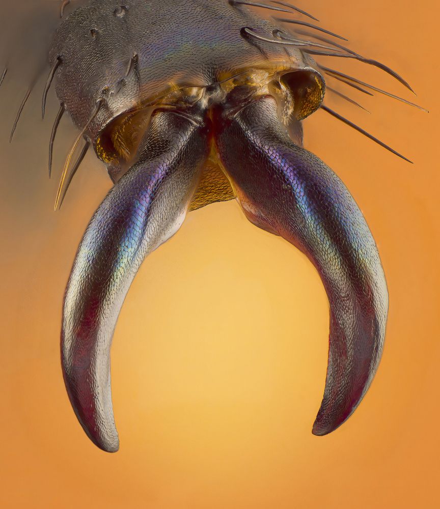 Claws of the Beetle Chrysochroa buqueti