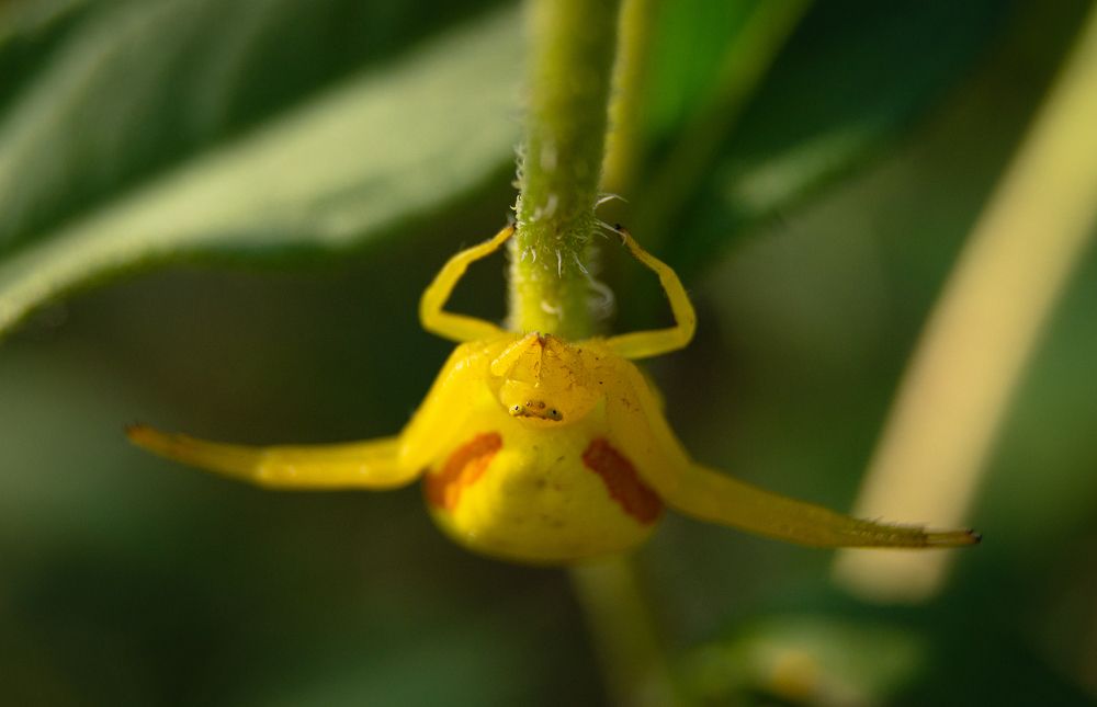 Photograph by Ариадна Подмогильная