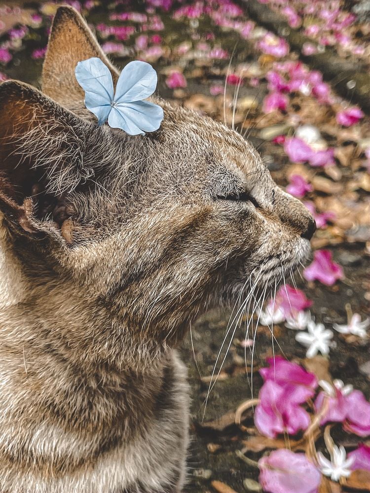 Photograph by Disara Seneviratne