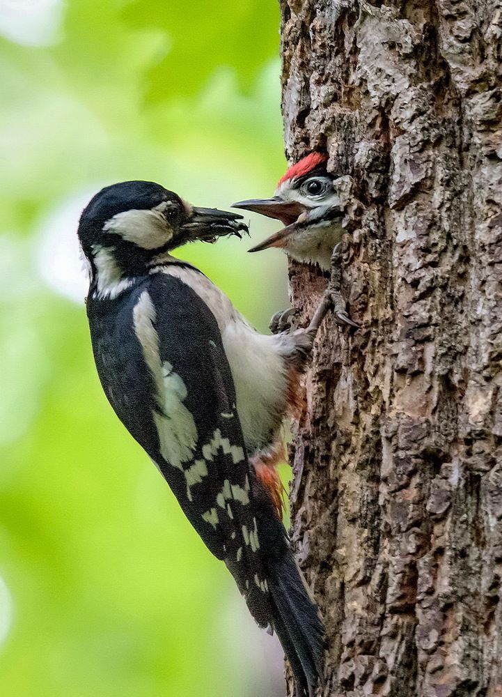 Птенцы - они ведь всегда голодные...