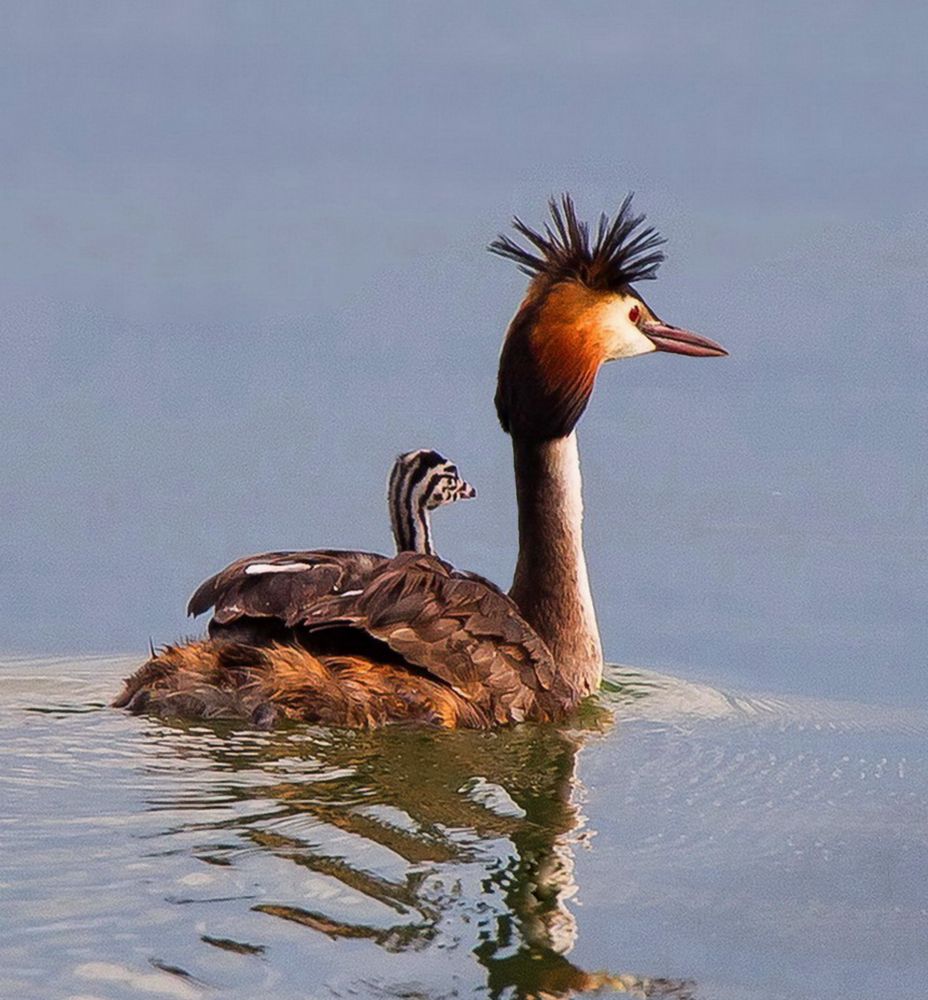 Счастливое детство