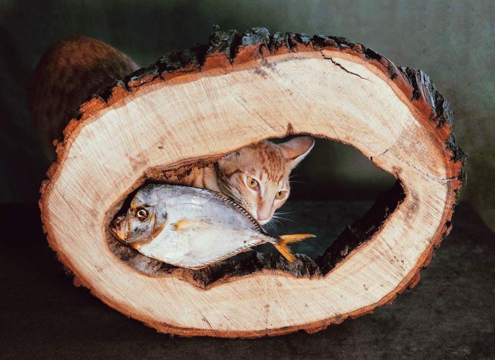 Фотография автора Galina Sa