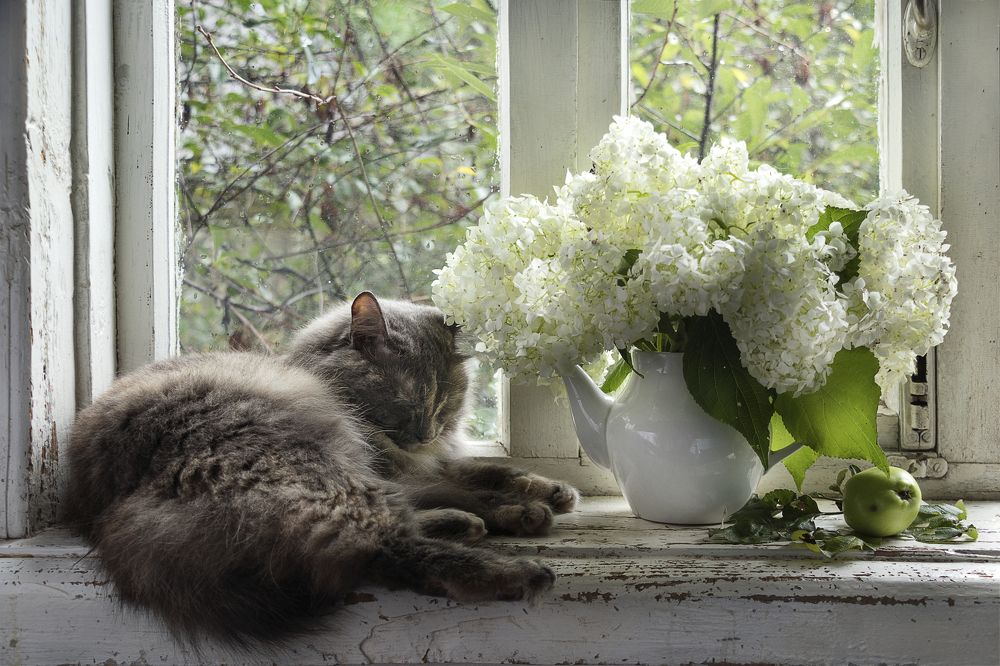 Photograph by Елена Коврижных