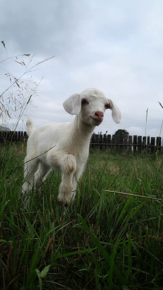 Photo #9394903