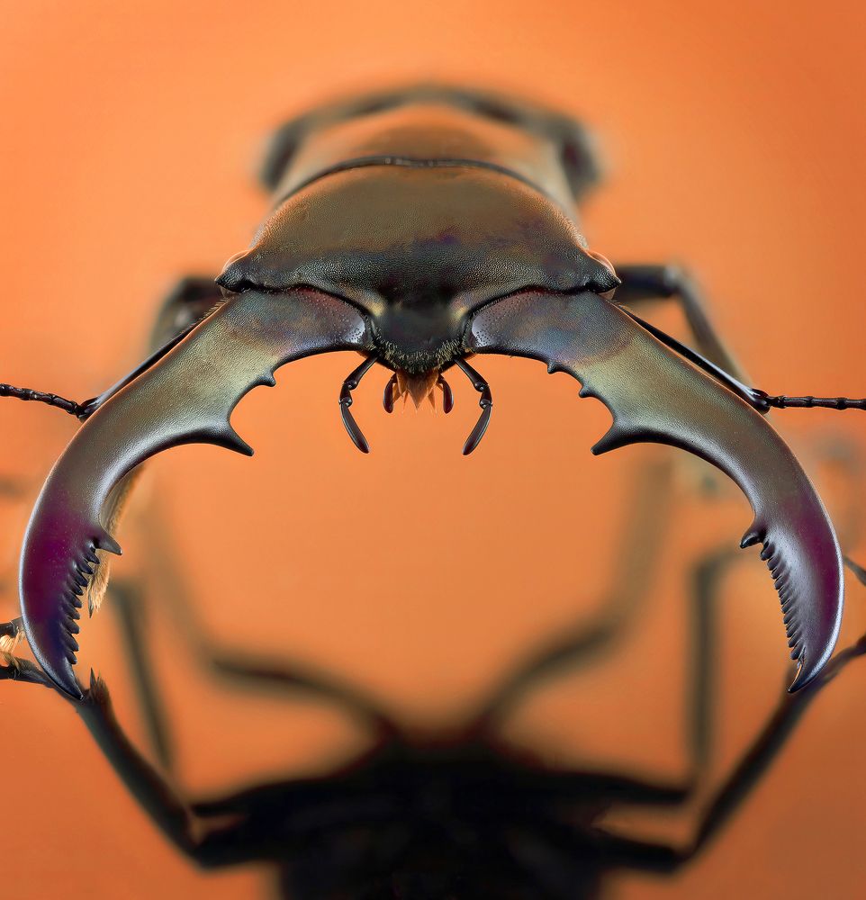 Beetle Cyclommatus metallifer aenomicans